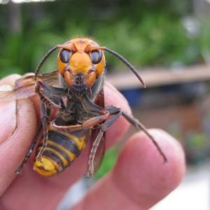 Vespa mandarinia
